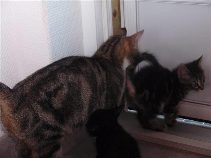 Huskat Tut - *DØD* billede 5