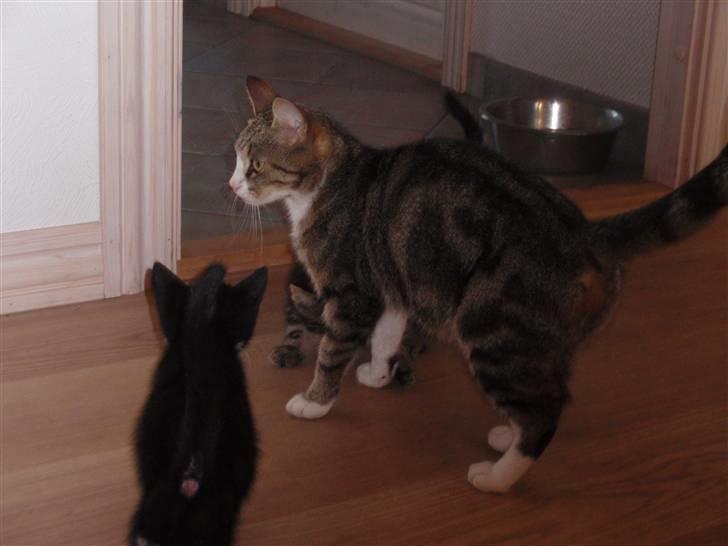 Huskat Tut - *DØD* billede 6