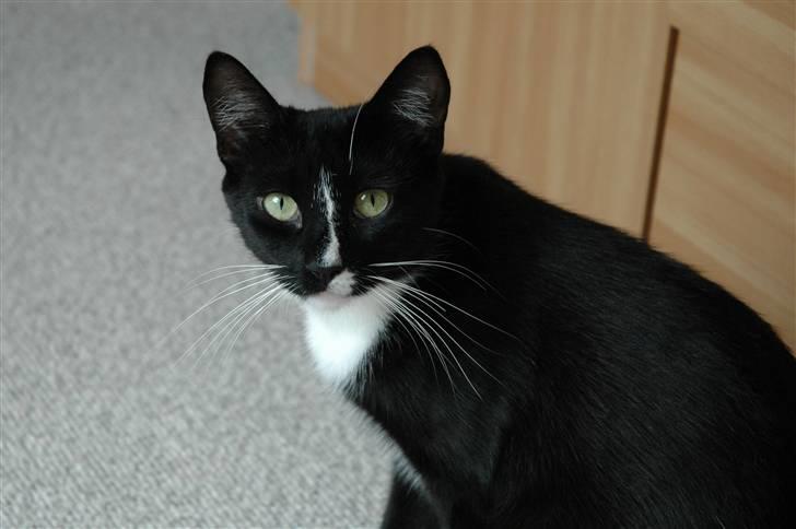 Blanding af racer Bailey død 3/9 2007 billede 1