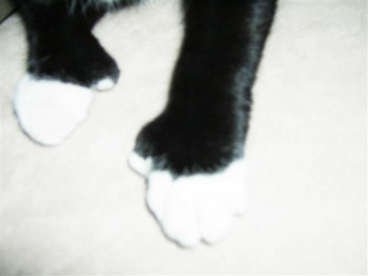 Blanding af racer Bailey død 3/9 2007 - her et billede af baileys sjove tær billede 2