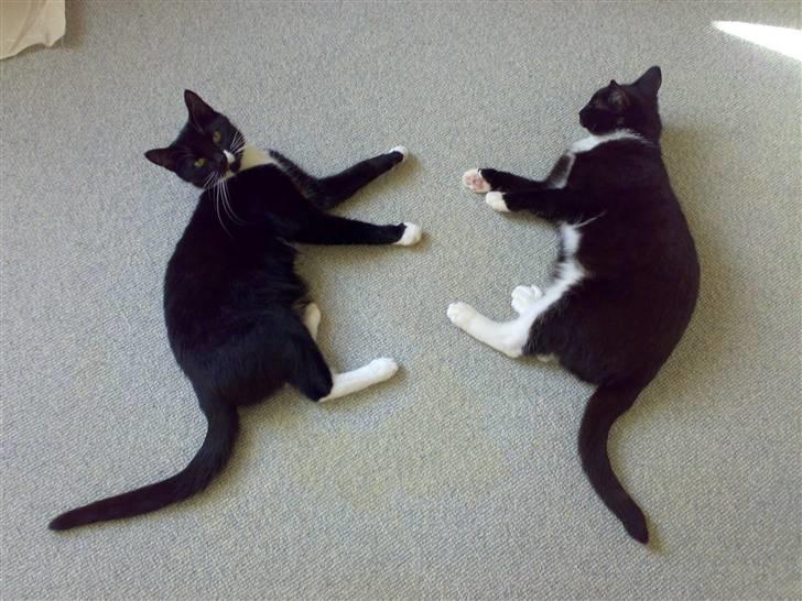 Blanding af racer Bailey død 3/9 2007 - Bailey ligger til højre... billede 3