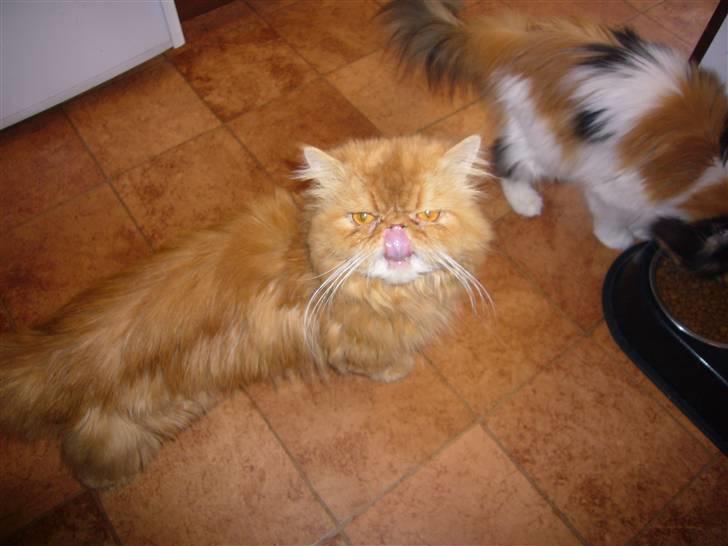 Perser Bailey billede 9