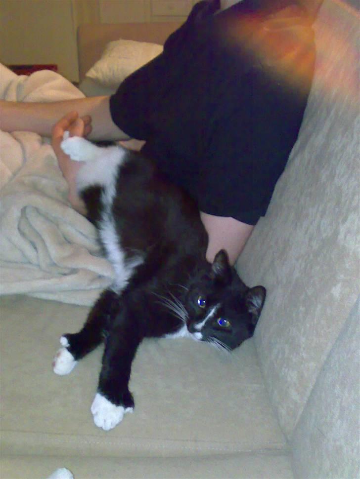 Blanding af racer Bailey død 3/9 2007 billede 4