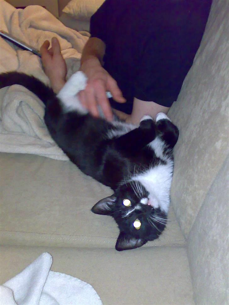 Blanding af racer Bailey død 3/9 2007 billede 5