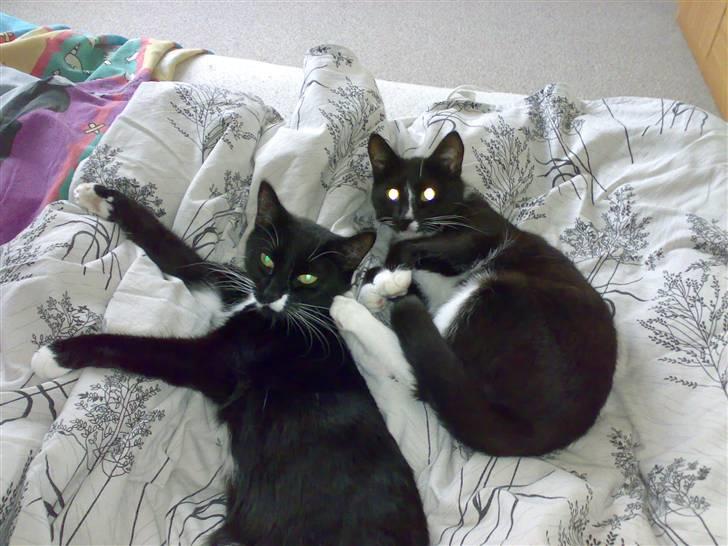 Blanding af racer Bailey død 3/9 2007 billede 6