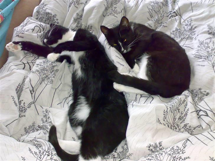 Blanding af racer Bailey død 3/9 2007 - En sjælden fred imellem 17 og Bailey billede 7