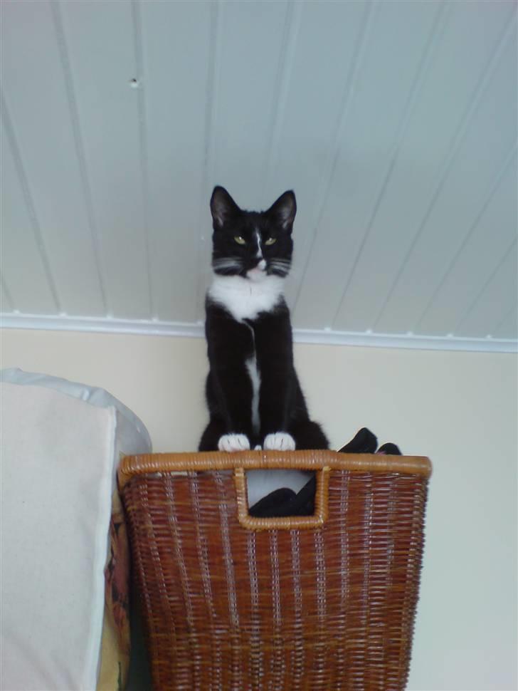 Blanding af racer Bailey død 3/9 2007 billede 8