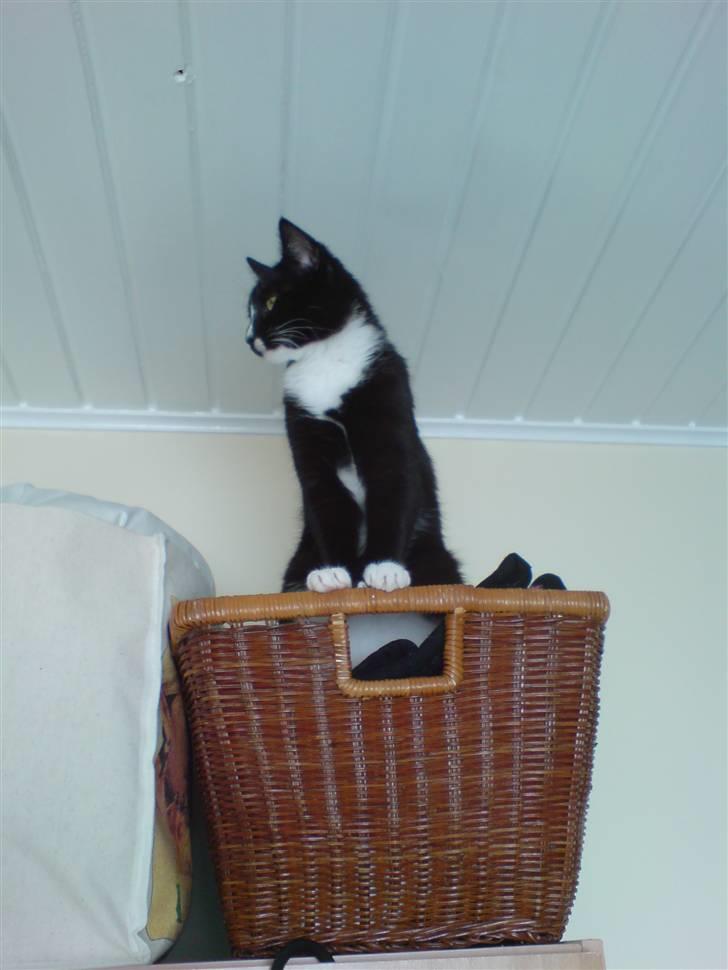 Blanding af racer Bailey død 3/9 2007 - Man skal jo holde udkig! billede 9