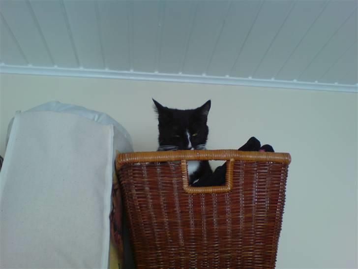 Blanding af racer Bailey død 3/9 2007 billede 10