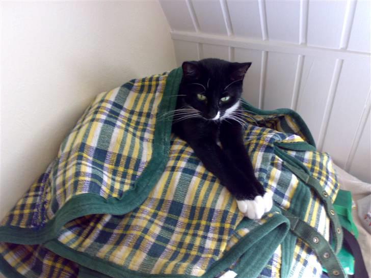 Blanding af racer 17 (død 19/11-09) - 17 kan godt lide huler... her er hun kravlet "ind" i mit hestedækken... billede 9