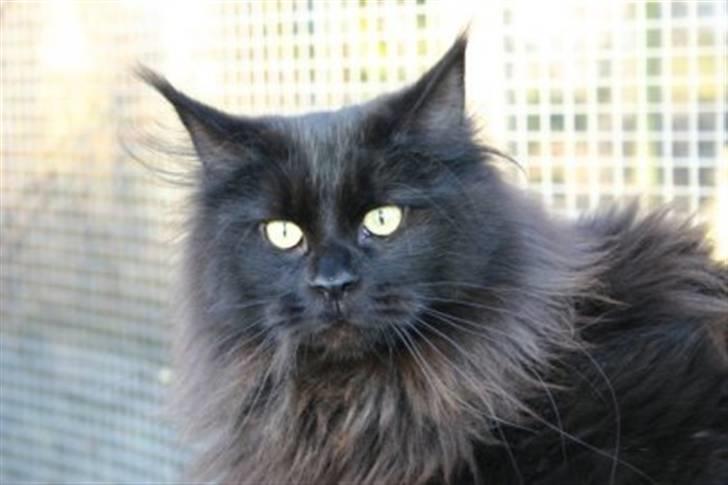 Maine Coon Chilli - Chilli som hun ser ud når hun er flottest... billede 1