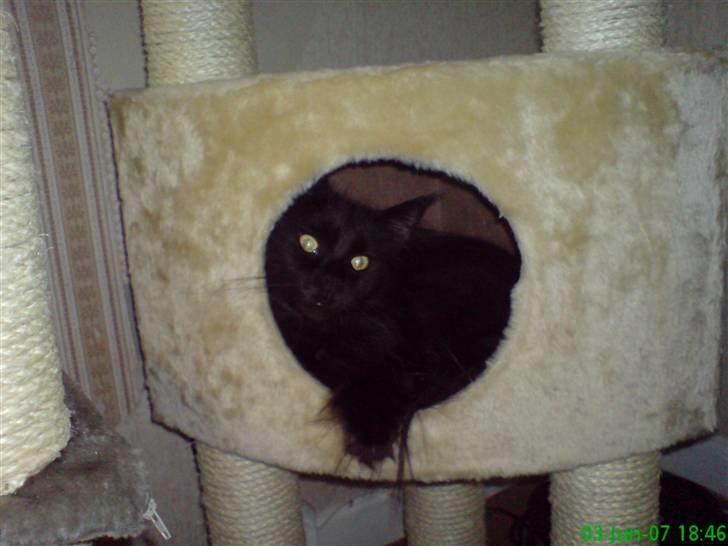 Maine Coon Chilli - Hendes anden ynglings plads... billede 2