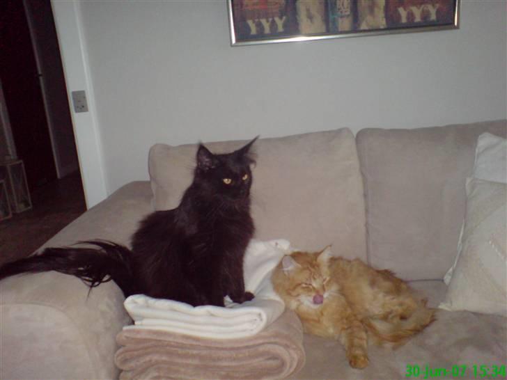 Maine Coon Chilli billede 3