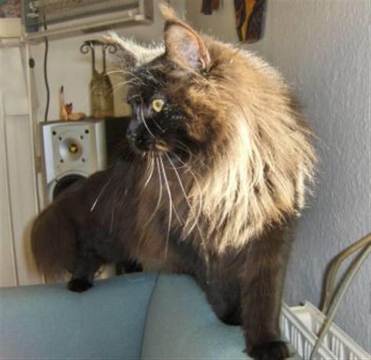 Maine Coon Chilli billede 4