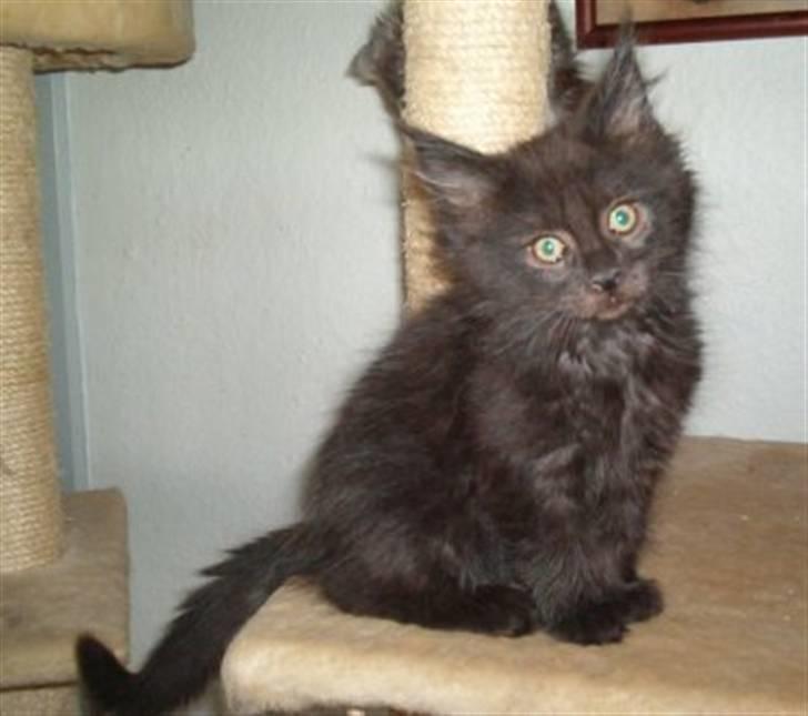 Maine Coon Chilli - Chilli som killing. billede 5