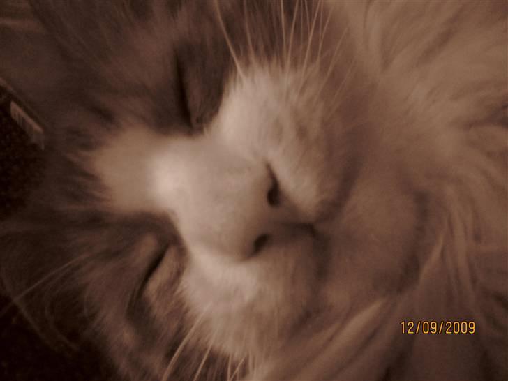 Norsk Skovkat Tiger billede 1