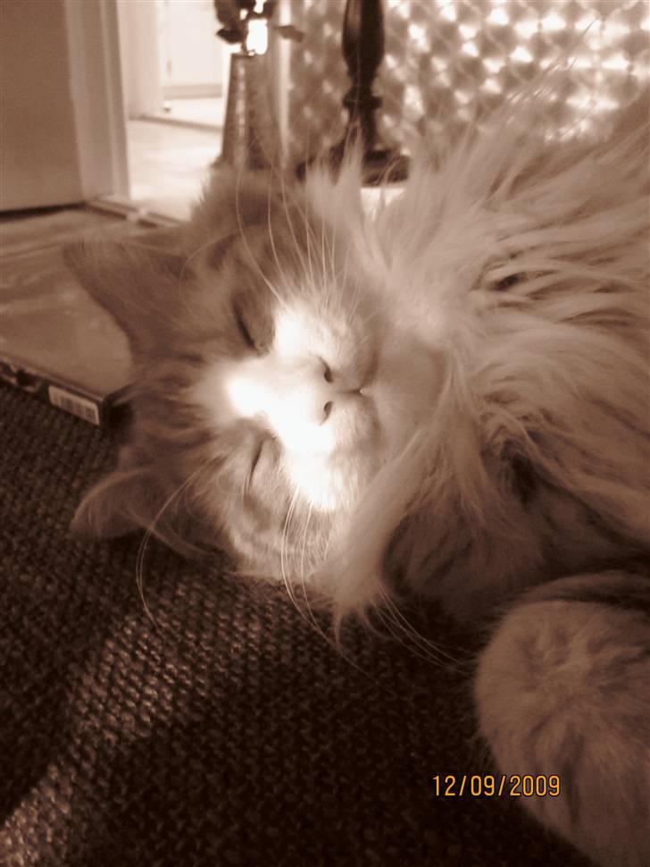 Norsk Skovkat Tiger - Ja mig SKAL der være plads til he he billede 2