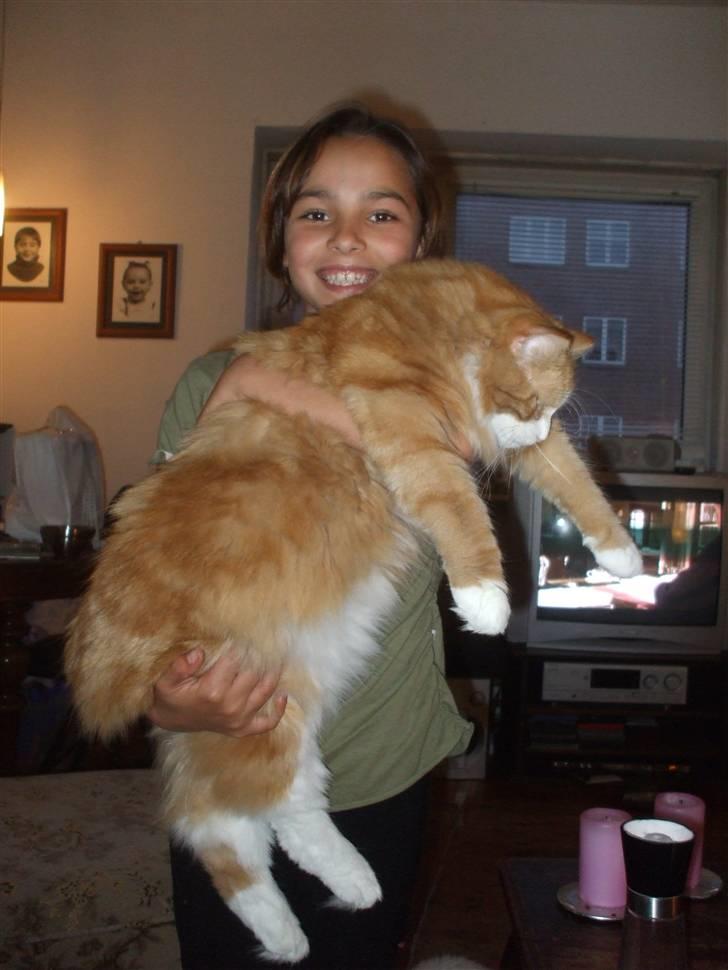 Norsk Skovkat Tiger - 5 kilo og 1 år... stoooooor dreng... billede 3