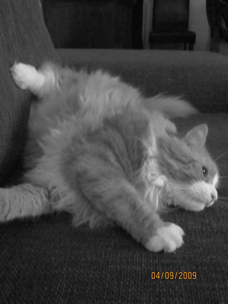 Norsk Skovkat Tiger billede 5