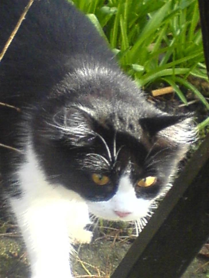 Huskat Zille - Zilles første dag i haven billede 1