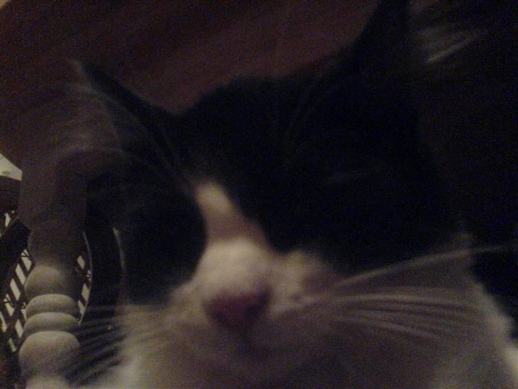 Huskat Zille billede 2