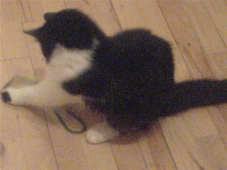 Huskat Zille billede 3