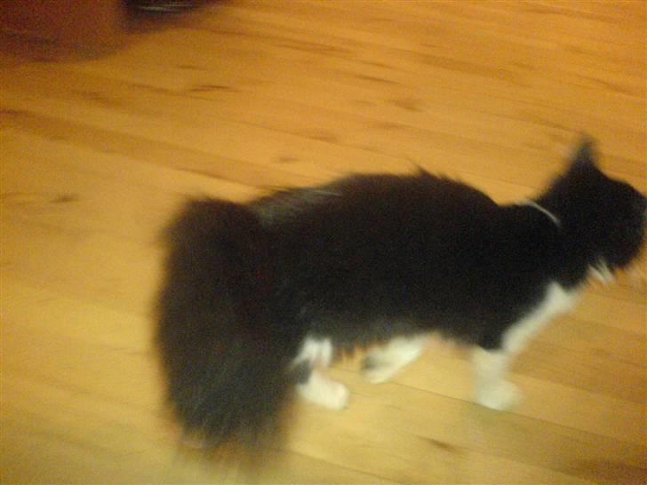 Huskat Zille - Zilles store flotte hale billede 4