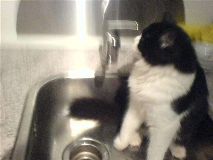 Huskat Zille - Og man siger katte ikke kan lide vand billede 5