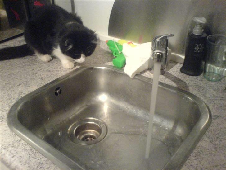 Huskat Zille - Jeg er desværre én gang kommet hjem fra arbejde og opdaget at vandet kørte... Det kan være alt fra 1-8 timer... mmmmhhh billede 6