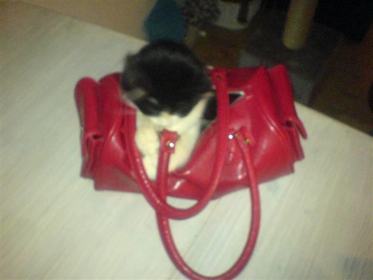 Huskat Zille - En rigtig pige kat der er vild med tasker. billede 7