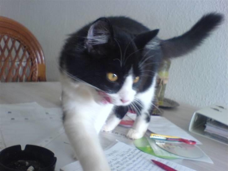 Huskat Zille - Hjælper mig med at lave orden i papirene.... billede 8