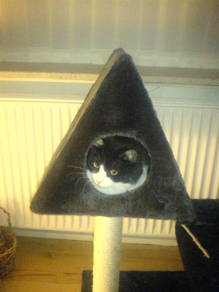 Huskat Zille - Nyt kradse bræt og hule. billede 9