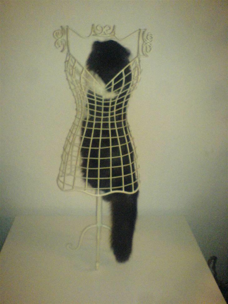 Huskat Zille - Denne gine er sjov at klatre i...:-) billede 10