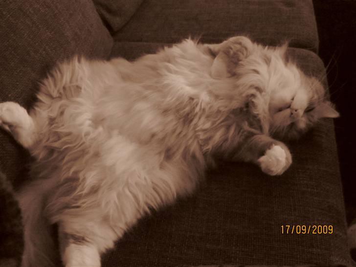 Norsk Skovkat Tiger billede 6