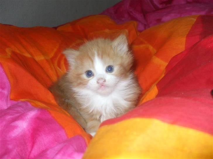 Norsk Skovkat Tiger billede 7