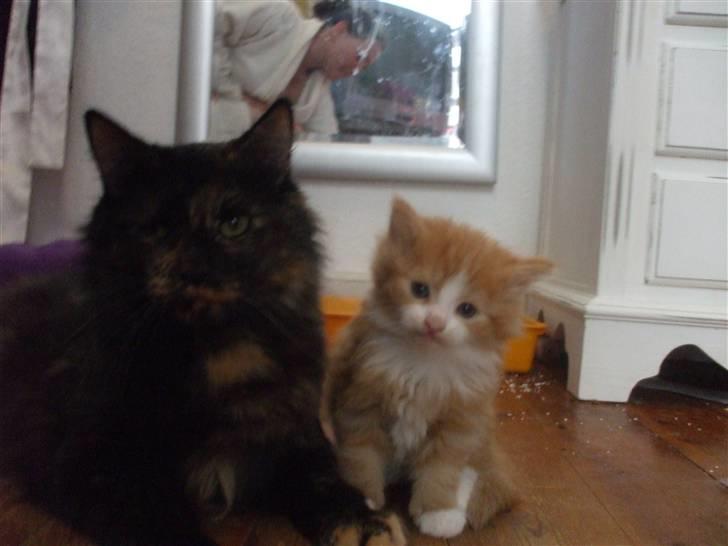 Norsk Skovkat Tiger - Mig og mor billede 8