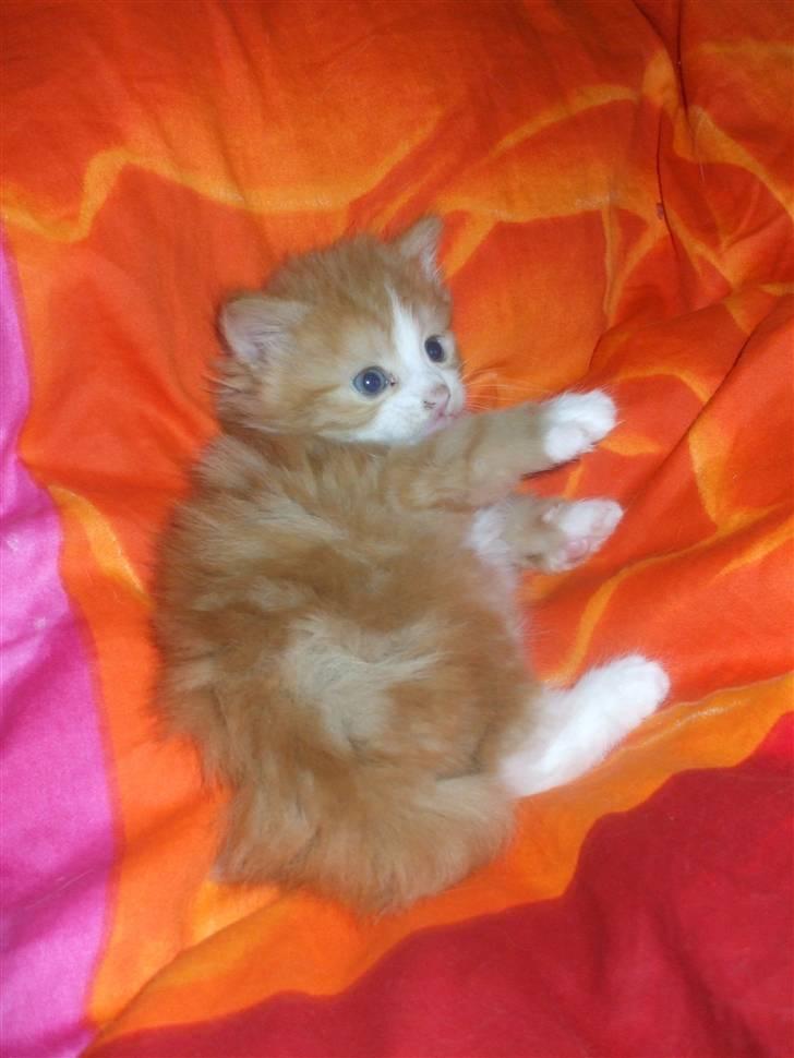 Norsk Skovkat Tiger billede 9