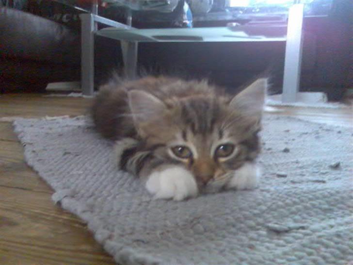 Norsk Skovkat Baloo <3 billede 1