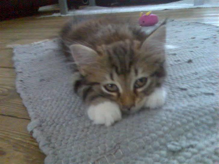 Norsk Skovkat Baloo <3 billede 2