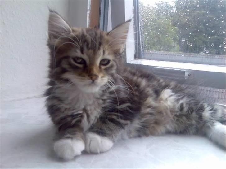 Norsk Skovkat Baloo <3 billede 3