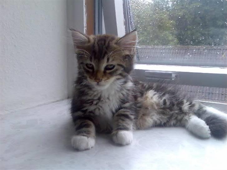 Norsk Skovkat Baloo <3 billede 4