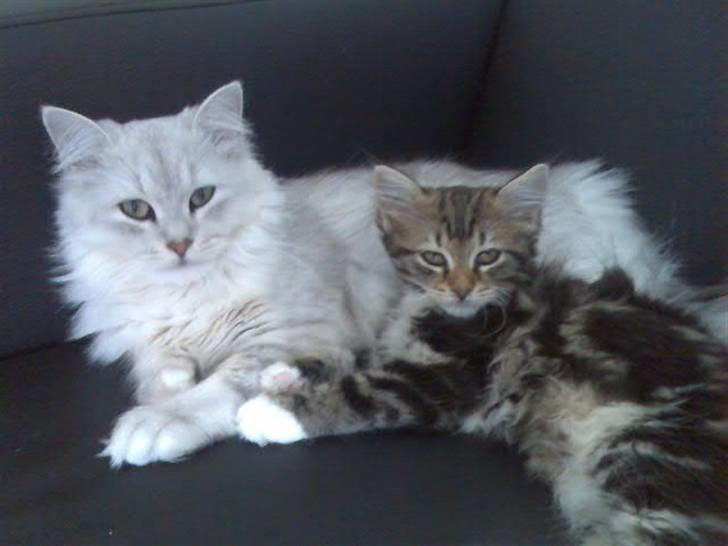 Norsk Skovkat Baloo <3 - Her ligger han med min anden kat Nala  billede 5