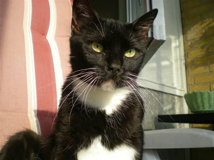 Huskat Bette - i himlen <3 - Bette hygger i solen ;) billede 2