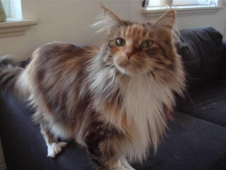 Maine Coon Cuba R.I.P 2008 - Smukke Cuba billede 1