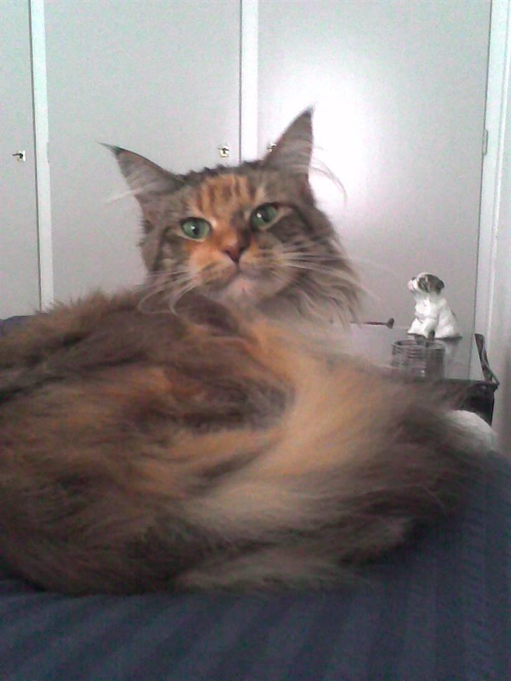 Maine Coon Cuba R.I.P 2008 - Jeg har allerede indtaget min nye mors seng ;0) billede 2