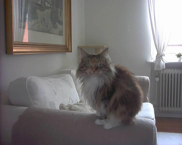 Maine Coon Cuba R.I.P 2008 - Meget fotogen :0) billede 3
