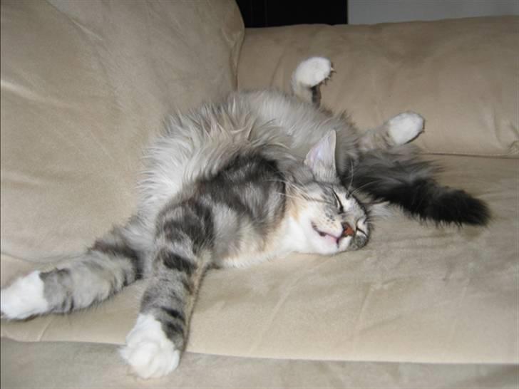 Norsk Skovkat Bastian R.I.P - Man ligger virkelig godt her på kattemor og kattefars sofa...:) billede 7