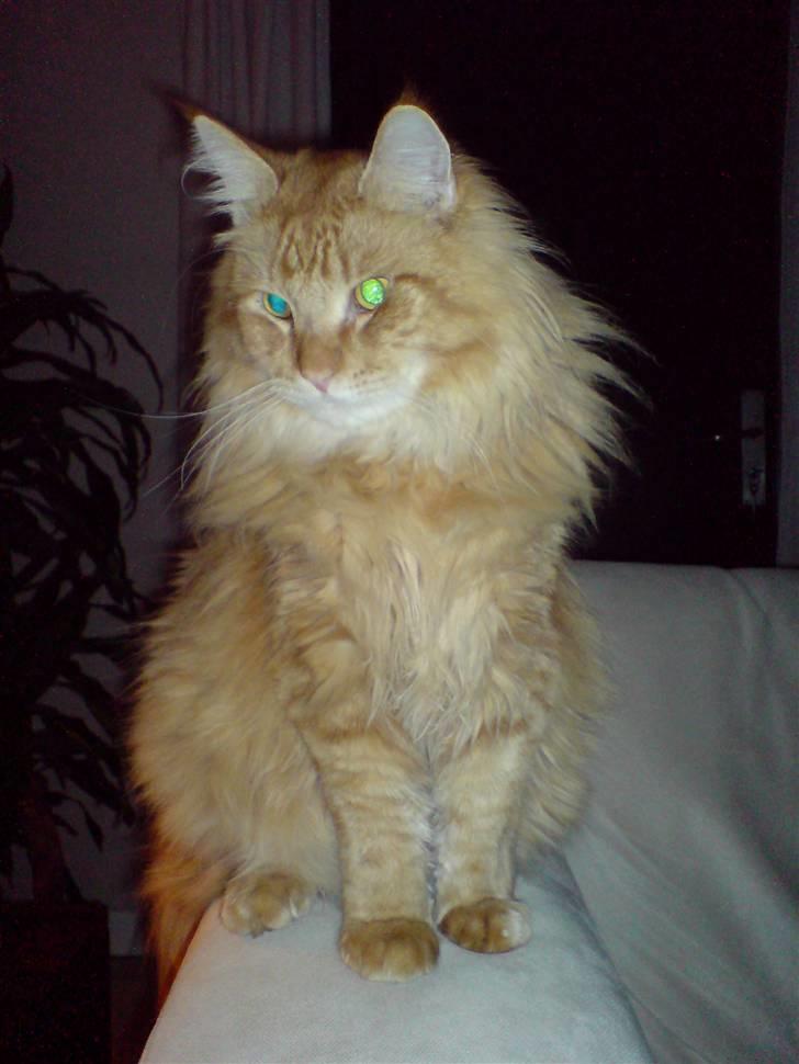 Maine Coon Victor - er jeg ikke bare for lækker... billede 1
