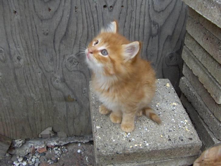 Maine Coon Victor - Victor som killing. billede 2