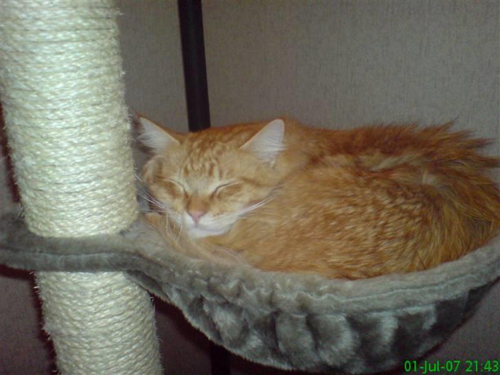 Maine Coon Victor - Her er victor´s ynglingsplads.... billede 3